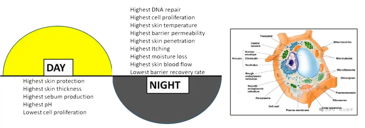 Ethyl Ferulate .jpg